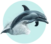 dolphin